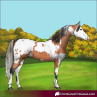 Horse Color:Bay Splash Tobiano Appaloosa  and Bay Splash Tobiano Appaloosa 