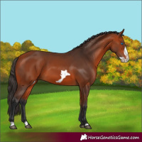 Horse Color:Bay Frame 