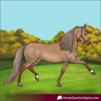 Horse Color:Red Dun