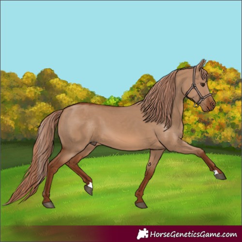 Horse Color:Red Dun
