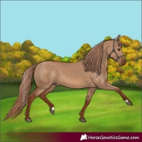 Horse Color:Red Dun