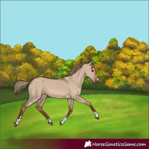 Horse Color:Red Dun