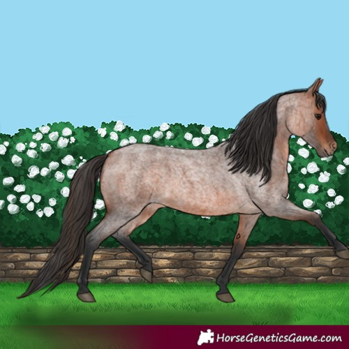 Horse Color:Bay Roan 