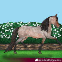Horse Color:Bay Roan