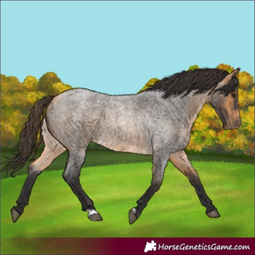 Horse Color:Buckskin Roan 