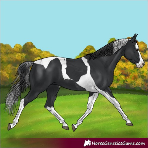 Horse Color:Black Splash Tobiano 