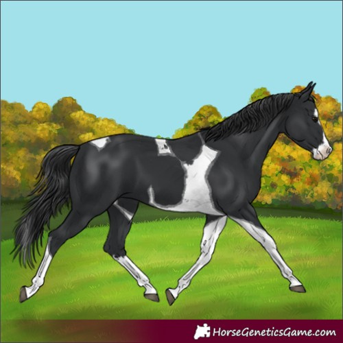 Horse Color:Black Splash Tobiano
