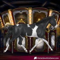Horse Color:Black Splash Tobiano