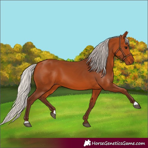 Horse Color:Silver Bay 