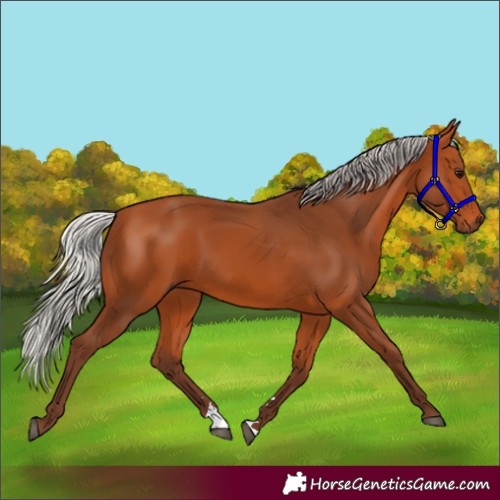 Horse Color:Silver Bay