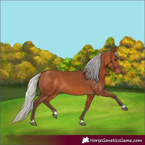 Horse Color:Silver Bay 