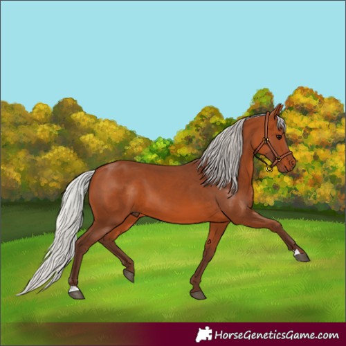 Horse Color:Silver Bay 