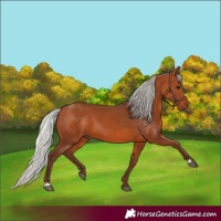 Horse Color:Silver Bay