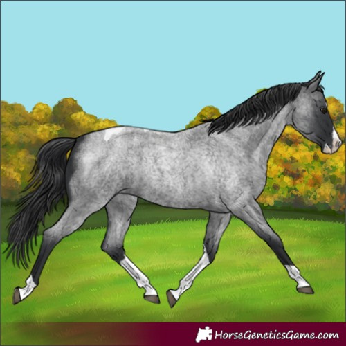 Horse Color:Blue Roan Splash Tobiano
