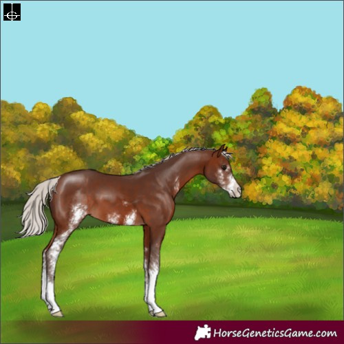 Horse Color:Silver Brown Sabino 