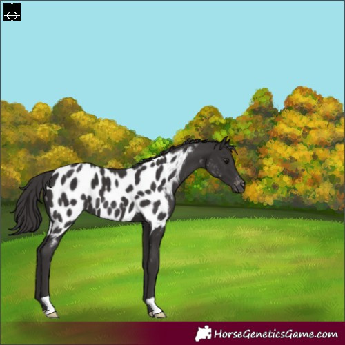 Horse Color:Smoky Black Near Leopard