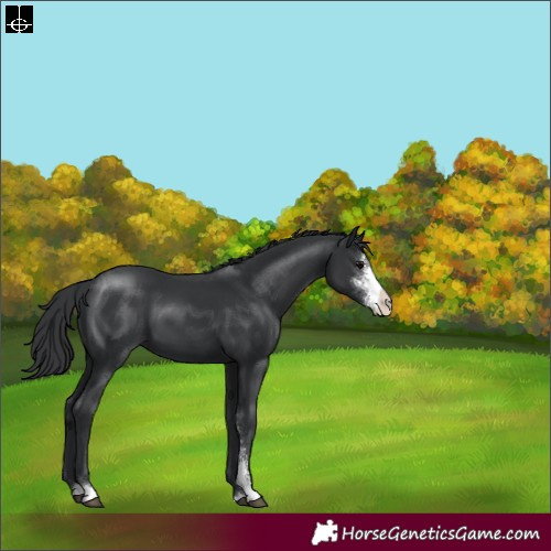 Horse Color:Black Sabino 