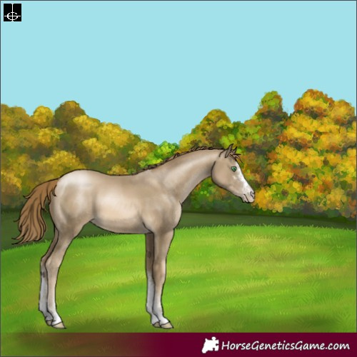 Horse Color:Smoky Black Pearl Sabino 
