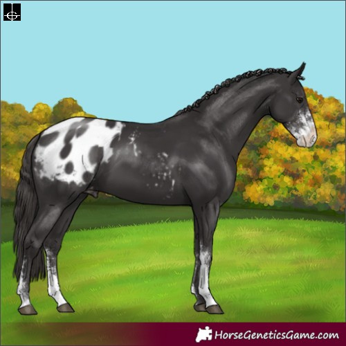 Horse Color:Smoky Black Sabino Appaloosa