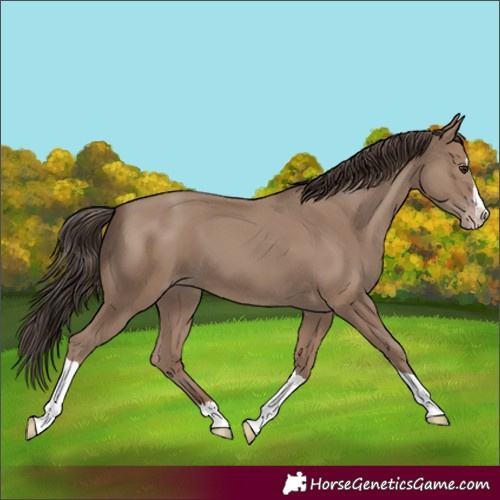 Horse Color:Classic Champagne Splash Tobiano 