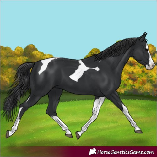 Horse Color:Black Splash Tobiano 