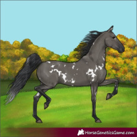 Horse Color:White Spotted Grullo