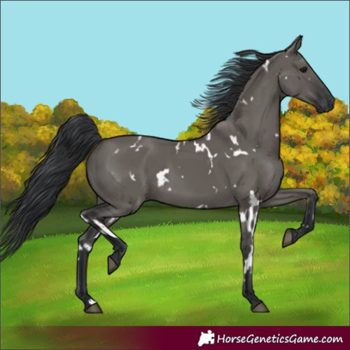 Horse Color:White Spotted Grullo 