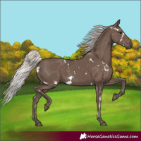 Horse Color:White Spotted Silver Black