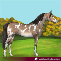 Horse Color:White Spotted Bay Dun 