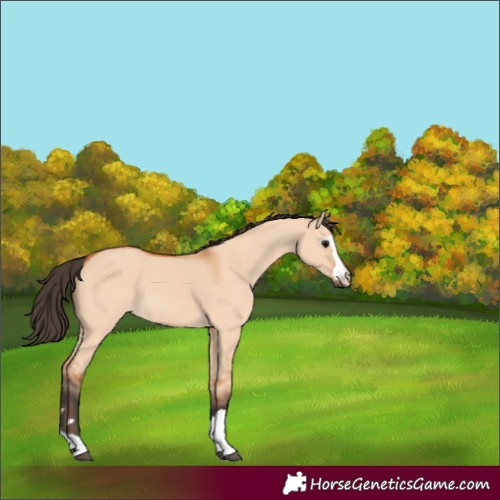 Horse Color:Bay Dun 