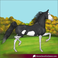 Horse Color:Black Splash Frame 