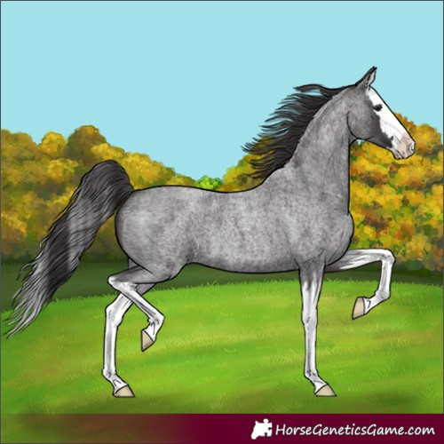 Horse Color:Smoky Blue Roan Splash 