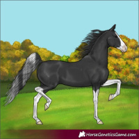 Horse Color:Black Splash 