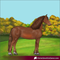 Horse Color:Chestnut 