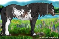 Horse Color:White Spotted Brown 