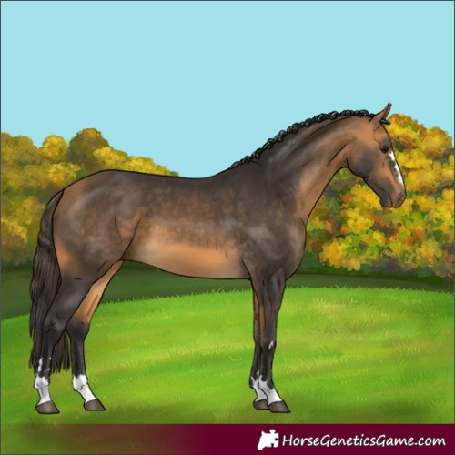Horse Color:Buckskin 