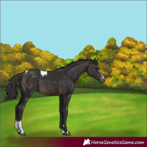 Horse Color:Buckskin Tobiano Appaloosa