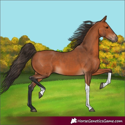 Horse Color:Bay Tobiano 