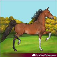 Horse Color:Bay Tobiano 