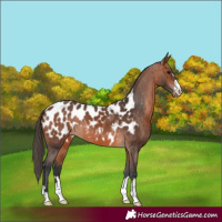 Horse Color:Bay Appaloosa 