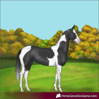 Horse Color:Black Splash Tobiano 