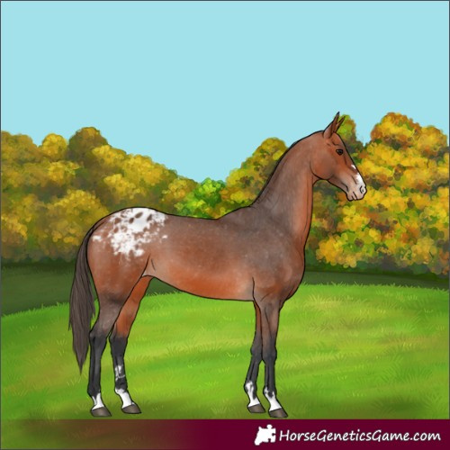 Horse Color:Bay Appaloosa