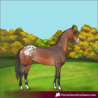 Horse Color:Bay Appaloosa 