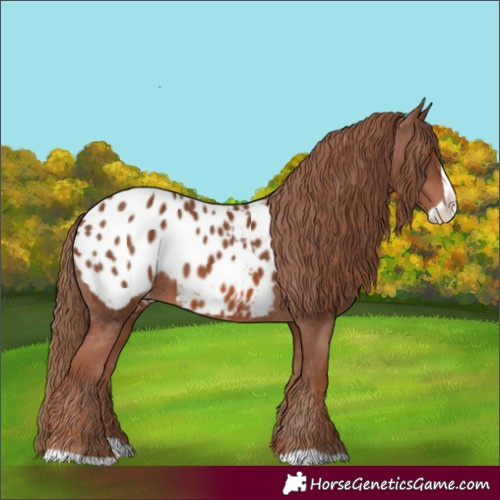 Horse Color:Chestnut Splash Appaloosa 