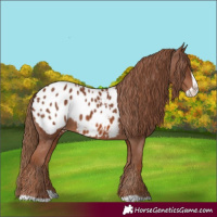 Horse Color:Chestnut Splash Appaloosa