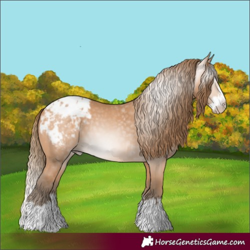 Horse Color:Gray Perlino Splash Appaloosa 