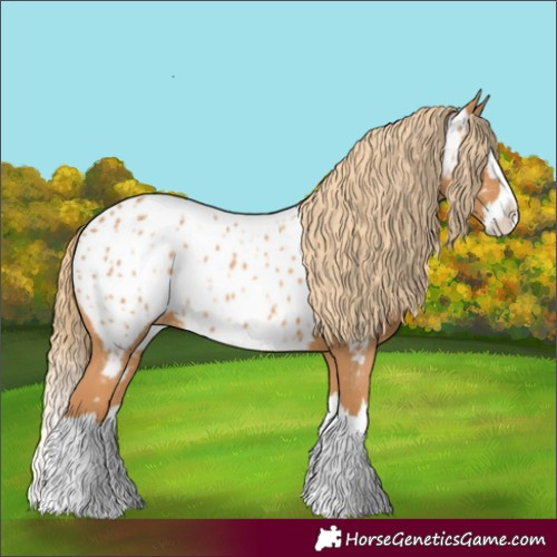 Horse Color:Chestnut Splash Near Leopard 