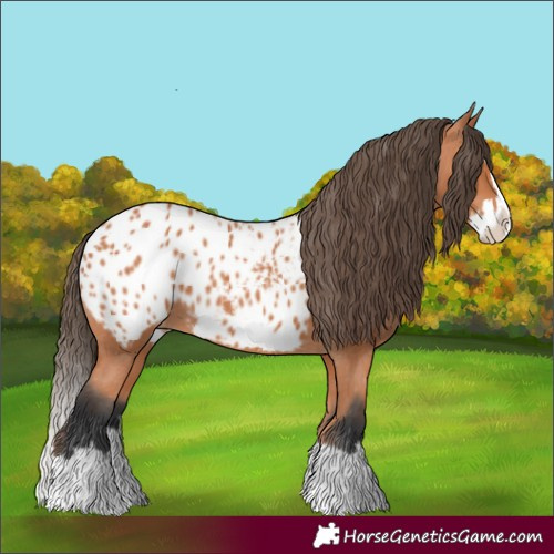 Horse Color:Bay Splash Appaloosa