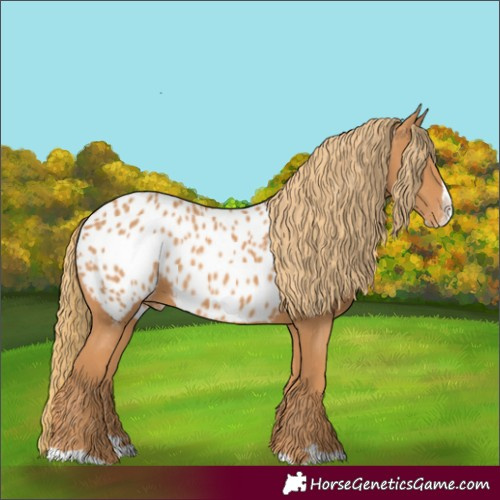 Horse Color:Chestnut Splash Near Leopard 