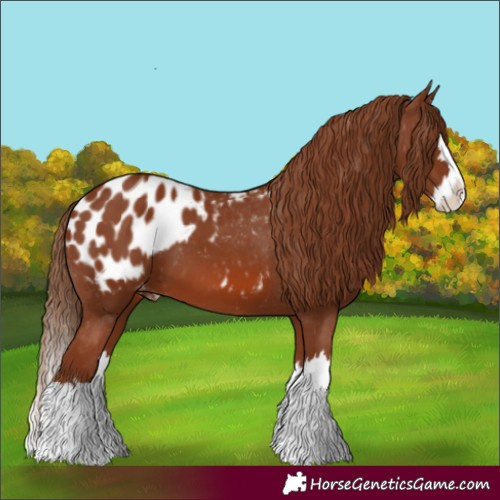 Horse Color:Chestnut Splash Appaloosa 